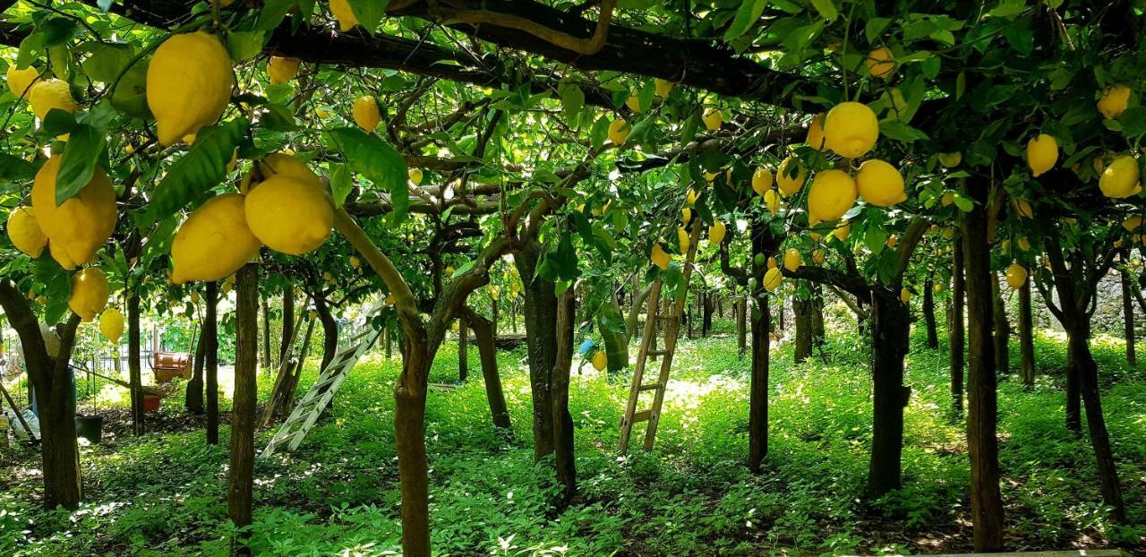 Il Limoneto Degli Angeli Villa Minori Exterior photo